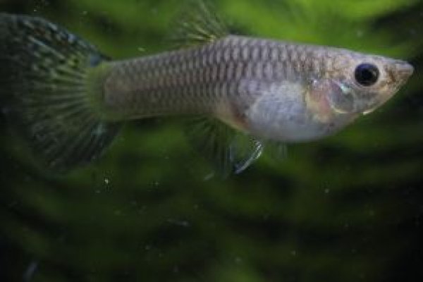 画像3: イエローグラス　１ペア (3)