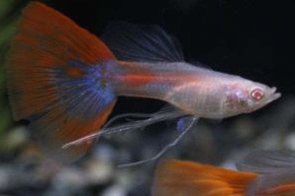 画像1: ＲＲＥ．Ａヴァイスレッドテール（フルレッド系）　１トリオ (1)