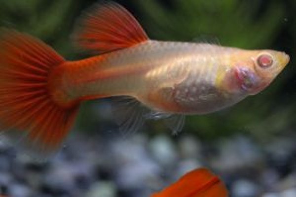 画像2: ＲＲＥ．Ａフルレッド　１ペア (2)