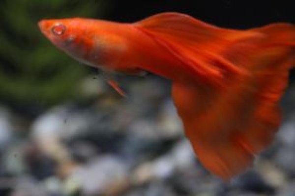 画像1: ＲＲＥ．Ａフルレッド　１ペア (1)