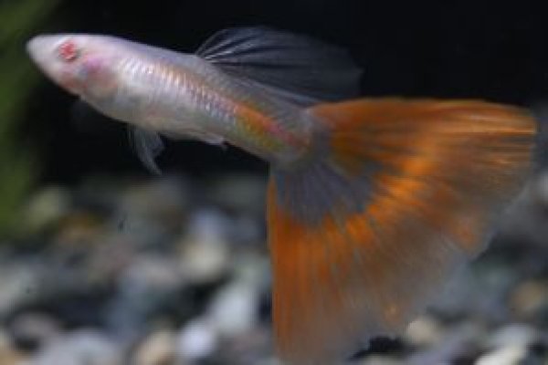 画像2: ＲＲＥ．Ａヴァイスレッドテール（フルレッド系）　１トリオ (2)