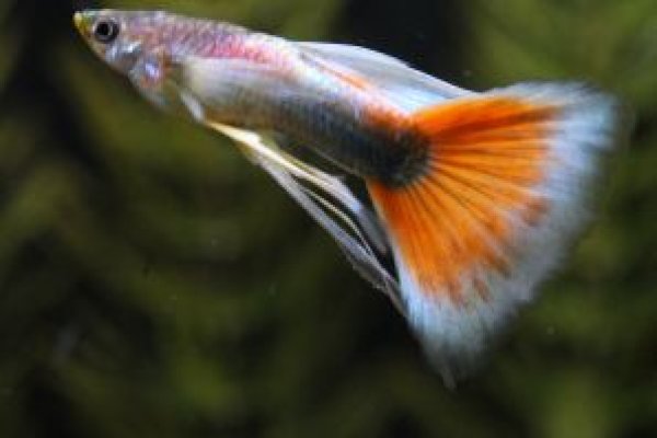 画像1: フルレッドタキシードリボン（ＲＲＥ．Ａ／エンゼルフィン系）　１トリオ (1)