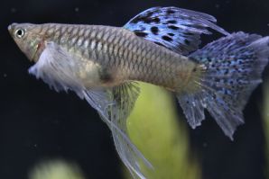 ブルーグラスリボンのメス