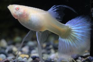 ＲＲＥ．Ａプラチナブルーモザイクビッグドーサルビッグイヤーリボンのメス