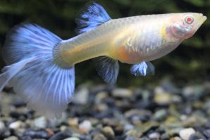 ＲＲＥ．Ａアクアマリンネオンタキシードスワローのメス
