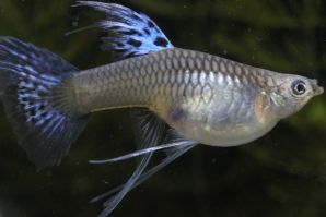 シンガーブルーグラスリボンのメス