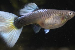 ドイツイエロータキシード（ＲＲＥ．Ａヘテロ）のメス