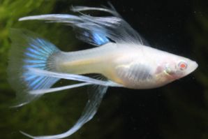 ８月12日（火）13日（水）の定休日は通常通り（営業時間１２：００～１８：００）営業します！