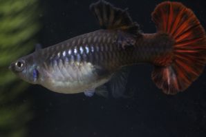 レッドテール（ハイフィン／ハーフムーン）のメス