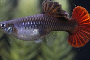 レッドテール（ハイフィン／ハーフムーン）のメス