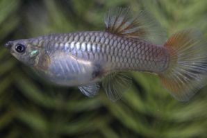 レッドレースコブラＦａのメス