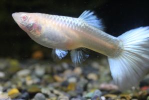 ＲＲＥ．Ａフルホワイトのメス