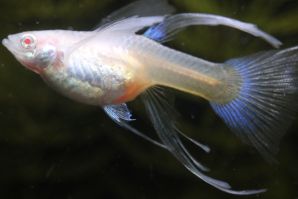 ＲＲＥ．Ａアクアマリンネオンタキシードリボン（エンゼルフィン）のメスにドイツイエロータキシード（サンセット／ＲＲＥ．Ａ系）のオスをかけ合わせたＦ１のＲＲＥ．Ａリボンのメス