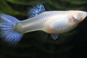 ＲＲＥ．Ａブルーグラスのメス