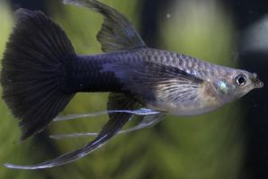 ブラオネオンタキシードリボンのメス