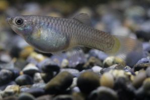 オレンジレースコブララウンドテールのメス