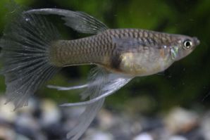 ブルーグラスリボンのメス