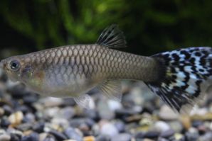 シルバラードアイボリーモザイクのメス