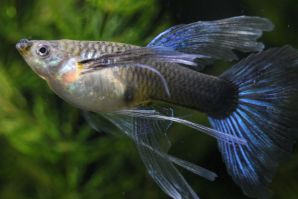 ネオンタキシードリボンのメス