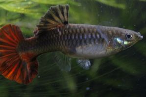 レッドテール（ハイフィン／ハーフムーン）のメス