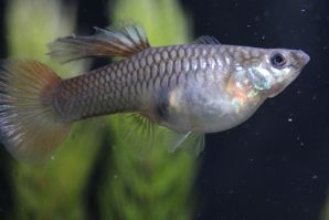 レッドレースコブラのメス