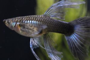 ネオンタキシードリボン（リボンＣタイプ）のメス