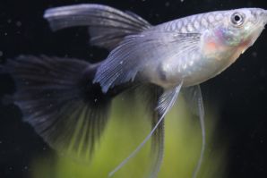 ＲＲＥ．Ａアクアマリンネオンタキシードリボン（エンゼルフィン）のメスにブルーグラスのオスをかけ合わせたＦ１のブラオリボンのメス