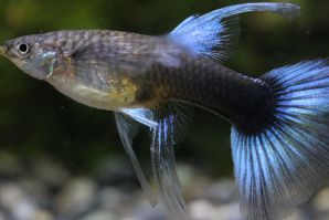 ＲＲＥ．Ａアクアマリンネオンタキシードリボン（エンゼルフィン）のメスにドイツイエロータキシード（サンセット／ＲＲＥ．Ａ系）のオスをかけ合わせたＦ１のメス