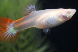 ＲＲＥ．Ａマゼンタのメス