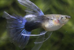 ＲＲＥ．Ａアクアマリンネオンタキシードリボン（エンゼルフィン）のメスに ブルーグラスのオスをかけ合わせたＦ１のリボンのメス