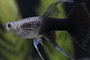 ブラオネオンタキシードリボンのメス