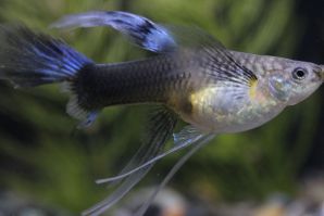 ＲＲＥ．Ａアクアマリンネオンタキシードリボン（エンゼルフィン）のメスに ブルーグラスのオスをかけ合わせたＦ１のリボンのメス