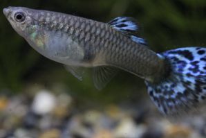 オールドファッションブルーモザイクのメス