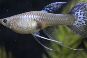 シルバラードモザイクリボンのメス