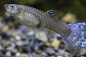 コーラルモザイクのメス