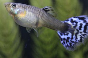 ブルーモザイクのメス