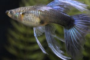 ネオンタキシードリボン（リボンＣタイプ）のメス