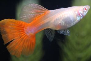 ＲＲＥ．Ａフルレッドのメス