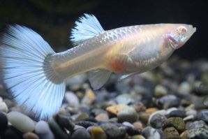 ＲＲＥ．Ａドイツイエロータキシード（サンセット／スワロー系）のメス