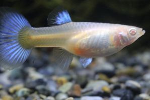 ＲＲＥ．Ａアクアマリンネオンタキシード（スワロー系）のメス