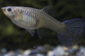 オールドファッションファンテールのメス