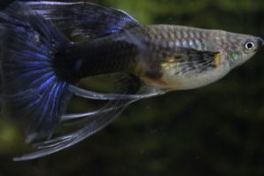 ＲＲＥ．Ａアクアマリンネオンタキシードリボン（エンゼルフィン）のメスに ブルーグラスのオスをかけ合わせたＦ１のリボンのメス