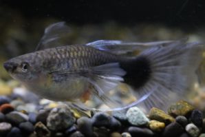 ＲＲＥ．Ａアクアマリンネオンタキシードリボン（エンゼルフィン）のメスに ブルーグラスのオスをかけ合わせたＦ１のリボンのメス