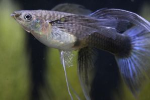 ＲＲＥ．Ａアクアマリンネオンタキシードリボン（エンゼルフィン）のメスに ブルーグラスのオスをかけ合わせたＦ１のリボンのメス