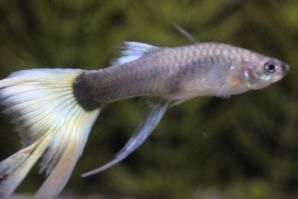 ドイツイエロータキシードスワローのメス