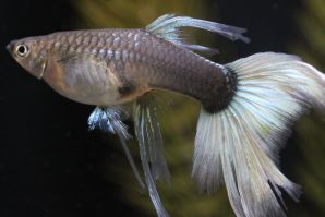 ドイツイエロータキシードスワローのメス