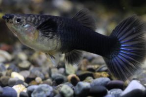 ＨＢ（ハーフブラック）ブルーのメス