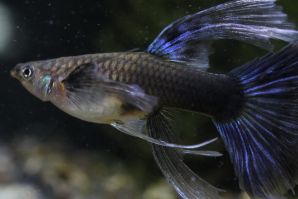 ＲＲＥ．Ａアクアマリンネオンタキシードリボン（エンゼルフィン）のメスに ブルーグラスのオスをかけ合わせたＦ１のリボンのメス