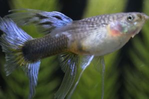 ＲＲＥ．Ａアクアマリンネオンタキシードリボン（エンゼルフィン）のメスに ブルーグラスのオスをかけ合わせたＦ１のリボンのメス