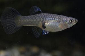 キングコブラのメス